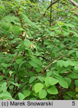 Symphoricarpos orbiculatus (śnieguliczka koralowa)