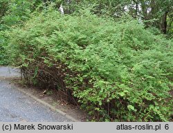 Symphoricarpos orbiculatus (śnieguliczka koralowa)