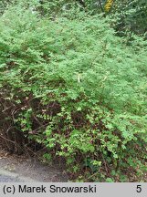 Symphoricarpos orbiculatus (śnieguliczka koralowa)