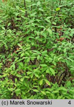 Spiraea Arguta