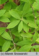 Spiraea Arguta