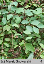 Spiraea ×vanhouttei (tawuła van Houtte'a)