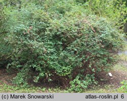 Spiraea ×vanhouttei (tawuła van Houtte'a)