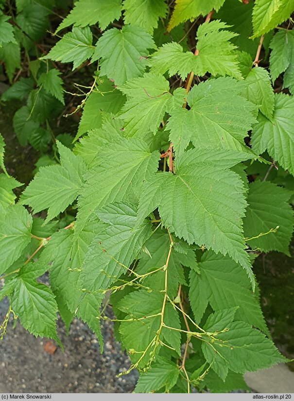 Neillia affinis (Neillia podobna)