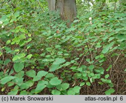 Symphoricarpos albus (śnieguliczka biała)