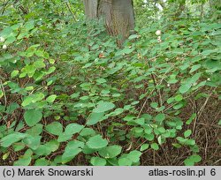 Symphoricarpos albus (śnieguliczka biała)