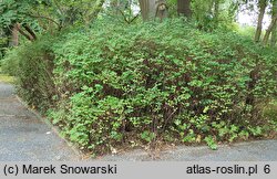 Symphoricarpos albus (śnieguliczka biała)