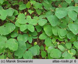 Symphoricarpos albus (śnieguliczka biała)