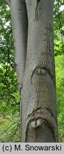 Tilia tomentosa (lipa srebrzysta)