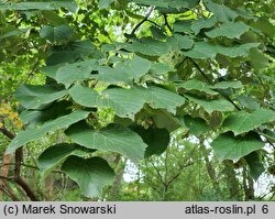 Tilia tomentosa (lipa srebrzysta)