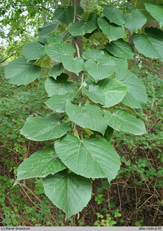 Tilia tomentosa (lipa srebrzysta)