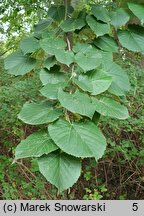 Tilia tomentosa (lipa srebrzysta)