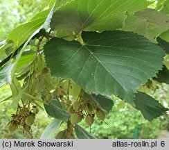 Tilia tomentosa (lipa srebrzysta)