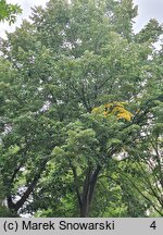 Tilia tomentosa (lipa srebrzysta)