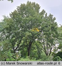 Tilia tomentosa (lipa srebrzysta)