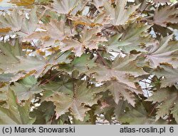 Acer platanoides Crimson Sentry