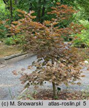 Acer platanoides Crimson Sentry