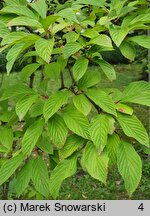 Viburnum farreri (kalina wonna)