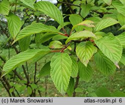 Viburnum farreri (kalina wonna)