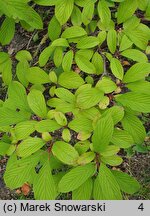 Viburnum farreri (kalina wonna)