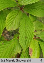 Viburnum farreri (kalina wonna)