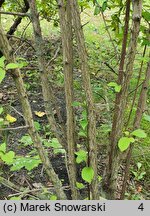 Viburnum farreri (kalina wonna)