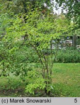 Viburnum farreri (kalina wonna)