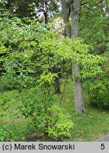 Viburnum farreri (kalina wonna)