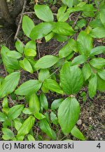 Viburnum ×burkwoodii (kalina Burkwooda)