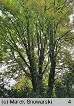 Aesculus hippocastanum Pyramidalis