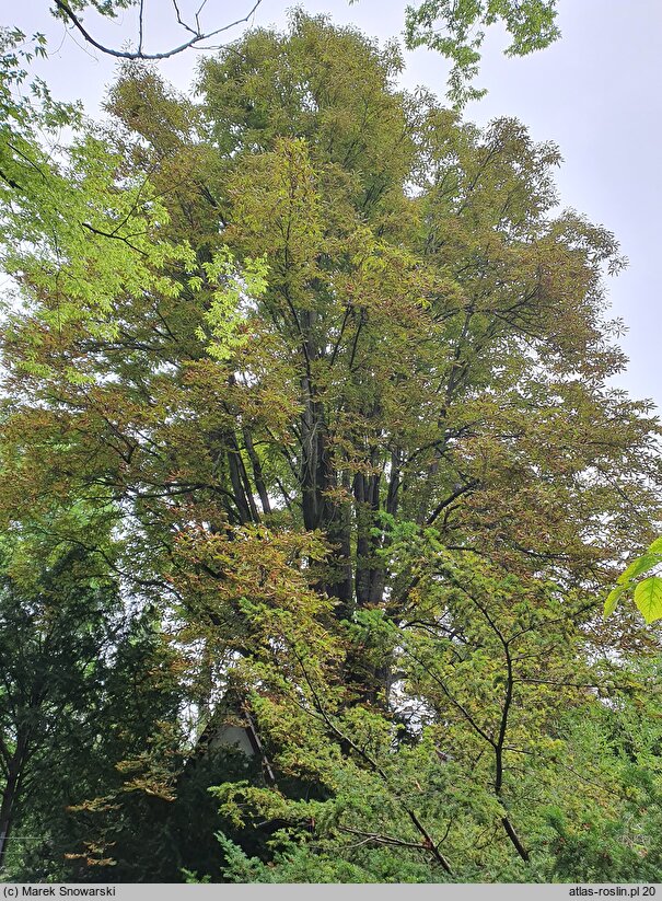 Aesculus hippocastanum Pyramidalis