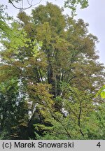 Aesculus hippocastanum Pyramidalis