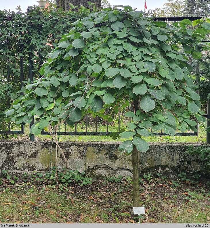 Ulmus glabra Camperdownii