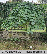 Ulmus glabra Camperdownii