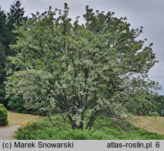 Sorbus aria Magnifica