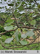 Sorbus aria Magnifica
