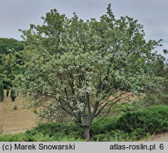 Sorbus aria Magnifica