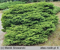 Picea abies Nidiformis