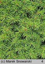 Picea glauca Conica