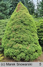 Picea glauca Conica