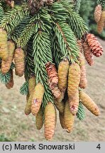 Picea mariana (świerk czarny)