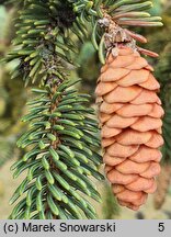 Picea mariana (świerk czarny)