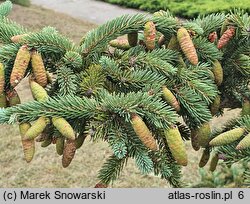 Picea mariana (świerk czarny)