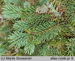 Picea mariana (świerk czarny)