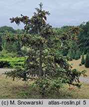 Picea mariana (świerk czarny)