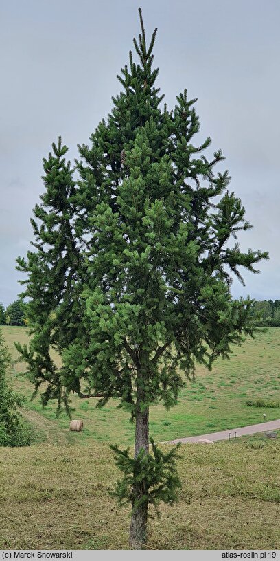 Picea abies Cupressina