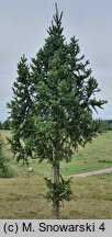 Picea abies Cupressina