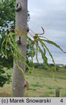 Acer platanoides Dissectum