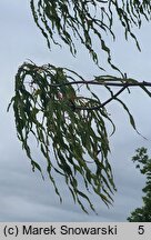 Acer platanoides Dissectum