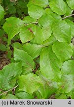 Parrotia persica (parrocja perska)